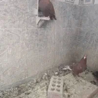 گلی وزاغ ریشی|پرنده|زرند, |دیوار