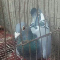 کبوتر گم شده|پرنده|زهک, |دیوار