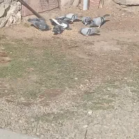 کفتر|پرنده|اهر, |دیوار