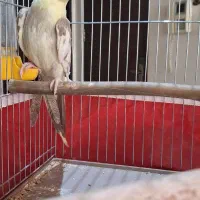 جوجه عروس هلندی دوکت|پرنده|قم, قلعه یزدیها|دیوار