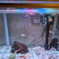 اکواریوم|ماهی|ری, دولت‌آباد|دیوار