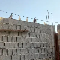 کفتر برای فروش بازدید‌لنده