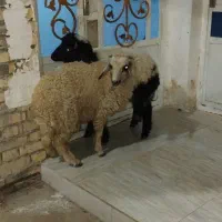 دو راس بره نر هستن آدرس شهر الهایی