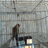 سهره قناری|پرنده|مرودشت, استادیوم‎|دیوار