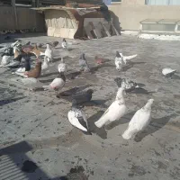 کفتر رنگی درجه ۱