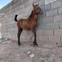یک راس کره مادیون کرد