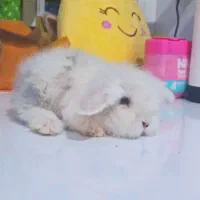 بچه خرگوش لوپ چشم آبی