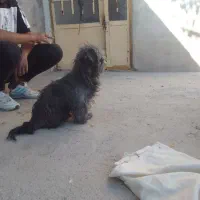 واگوزاری‌سگنجات‌دار