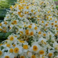 فروش پیاز گل نرگس