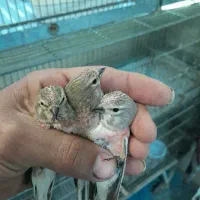 سهره نرگل بلند گلبسرنر