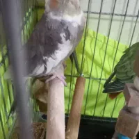 ۴۰۰۰،۰۰۰ قیمتش|پرنده|شهریار, شهرک امیریه|دیوار