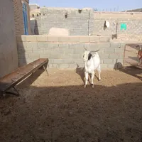 فروش نر بز|حیوانات مزرعه|شیروان (خراسان), |دیوار