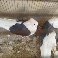 کفتر بسیار عالی