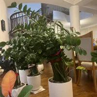 فروش گلهای آپارتمانی