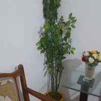 گل طبیعی