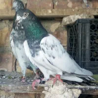 کفتر|پرنده|ایرانشهر, |دیوار