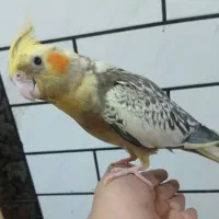 عروس هلندی نر و ماده