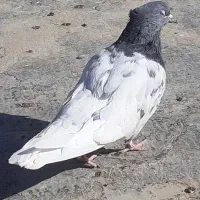 کله سبز ماده