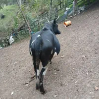 یک راس گاو باردار اولین شکم 7ماه باردار به شرط