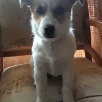 توله میکس جک راسل و اشپیتز 6ماهه