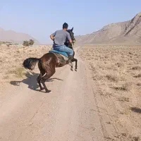 مادیان ترکی سواری دار