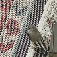 جوجه سهره نر