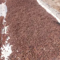 ضایعات خرما و قصب کنگا