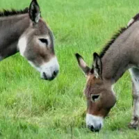 فروش شیر خر طبیعی و تازه