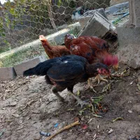 مرغ خروس لاری