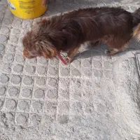 سگ معاوضه باند ظبط