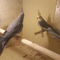 عروس هلندی مولد