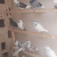 کفتر تهرانی