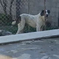 هفت ماهه|سگ|سیمین شهر, |دیوار