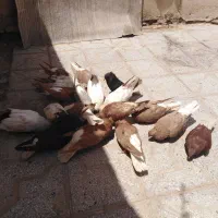 کبوتر عتیقه خال سیاه کله پفکی