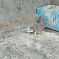 کفتر صید|پرنده|مشهد, ابوذر|دیوار