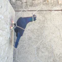 ۱۰عدد زاغ المانی .ماده زاغ المانی