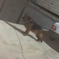 سگ ژرمن