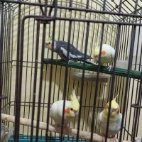 پرنده|پرنده|اهواز, معین زاده|دیوار