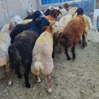 دام زنده تحت نظارت شهرداری و کشتارگاه غرب