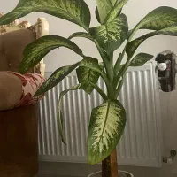 گل و‌گلدان اپارتمانی