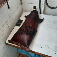 مشک سنتی ماست و دوغ زنی ومشک سقایی|خوردنی و آشامیدنی|تهران, ترمینال جنوب|دیوار