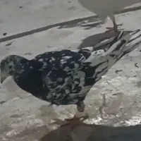 کبوتر هفترنگ سیاه|پرنده|محمدیه-قزوین, |دیوار