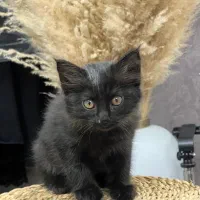 واگذاری رایگان بچه گربه|گربه|قم, سالاریه|دیوار