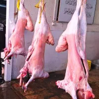 گوسفند زنده و بره همراه با قصاب سلاخ ذبح دام سیار