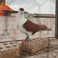 صید رنگه قلدر