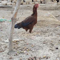 نصل بالا