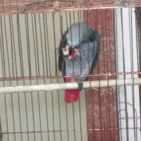کاسکو ماده 4ساله