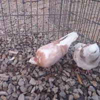 کبوتر دوتاماده شازده وزرد|پرنده|خاوران, |دیوار