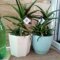 گل شاخ گوزنی و کاکتوس