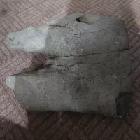 فسیل حیوان